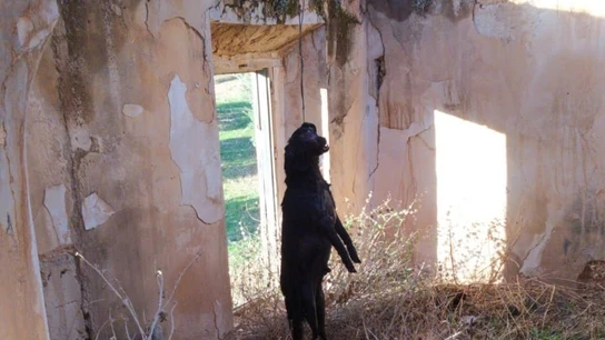 Condenan a un hombre a nueve meses de prisión por ahorcar a su perro en Jódar, Jaén Condenan a un hombre a nueve meses de prisión por ahorcar a su perro en Jódar, Jaén