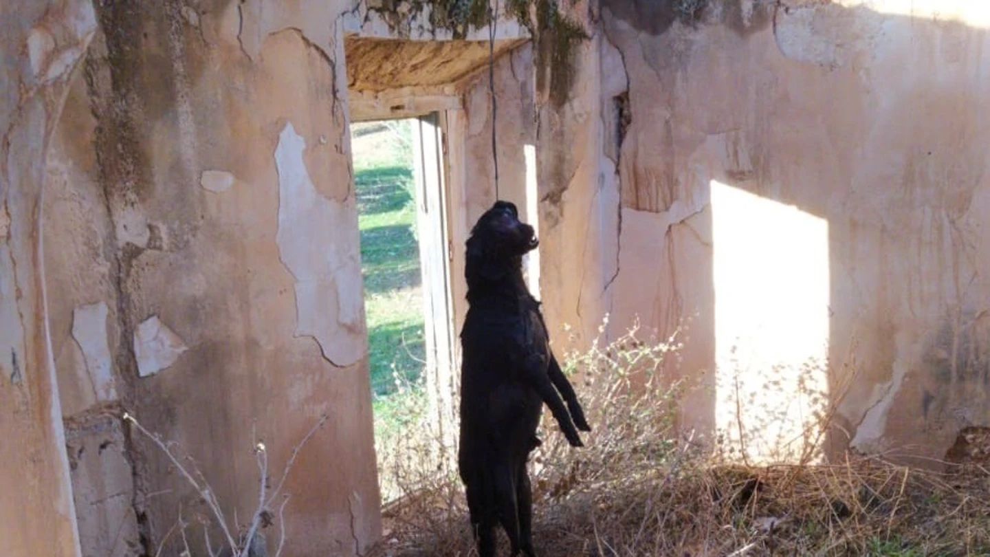 Condenan a un hombre a nueve meses de prisión por ahorcar a su perro en Jódar, Jaén Condenan a un hombre a nueve meses de prisión por ahorcar a su perro en Jódar, Jaén