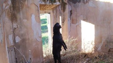 Condenan a un hombre a nueve meses de prisión por ahorcar a su perro en Jódar, Jaén