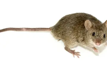 La Inteligencia Artificial confirma la identidad de restos fosiles de ratones de hace dos mil anos La Inteligencia Artificial confirma la identidad de restos fosiles de ratones de hace dos mil anos