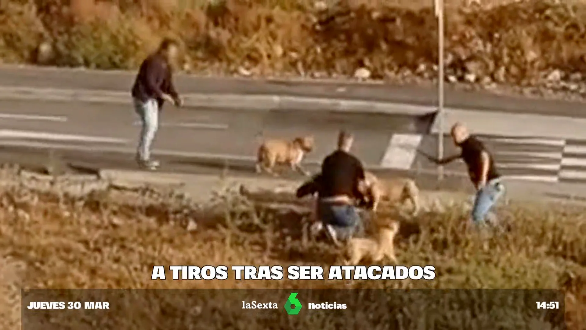 perros a tiros