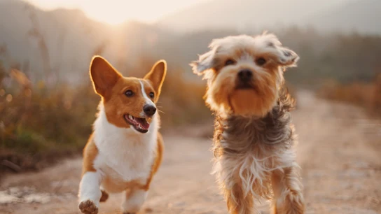 Cuándo entra en vigor la Ley de Bienestar Animal (la que obliga a hacer un curso para tener perro) Cuándo entra en vigor la Ley de Bienestar Animal (la que obliga a hacer un curso para tener perro)
