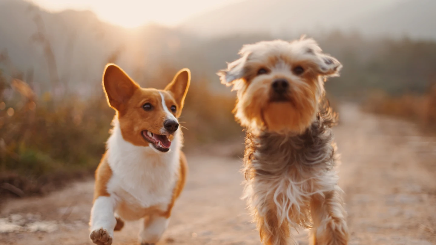 Cuándo entra en vigor la Ley de Bienestar Animal (la que obliga a hacer un curso para tener perro) Cuándo entra en vigor la Ley de Bienestar Animal (la que obliga a hacer un curso para tener perro)