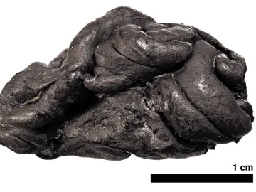 Chicle de hace 5.700 años Chicle de hace 5.700 años