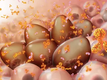 Crean avatares de raton para tratar el mieloma multiple Crean avatares de raton para tratar el mieloma multiple