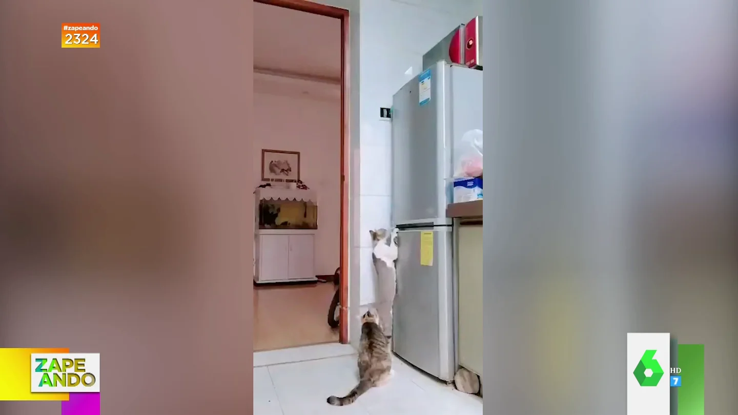 El ingenioso plan de dos gatos para asaltar la nevera de su dueña: "¡Qué espabilados!" El ingenioso plan de dos gatos para asaltar la nevera de su dueña: "¡Qué espabilados!"