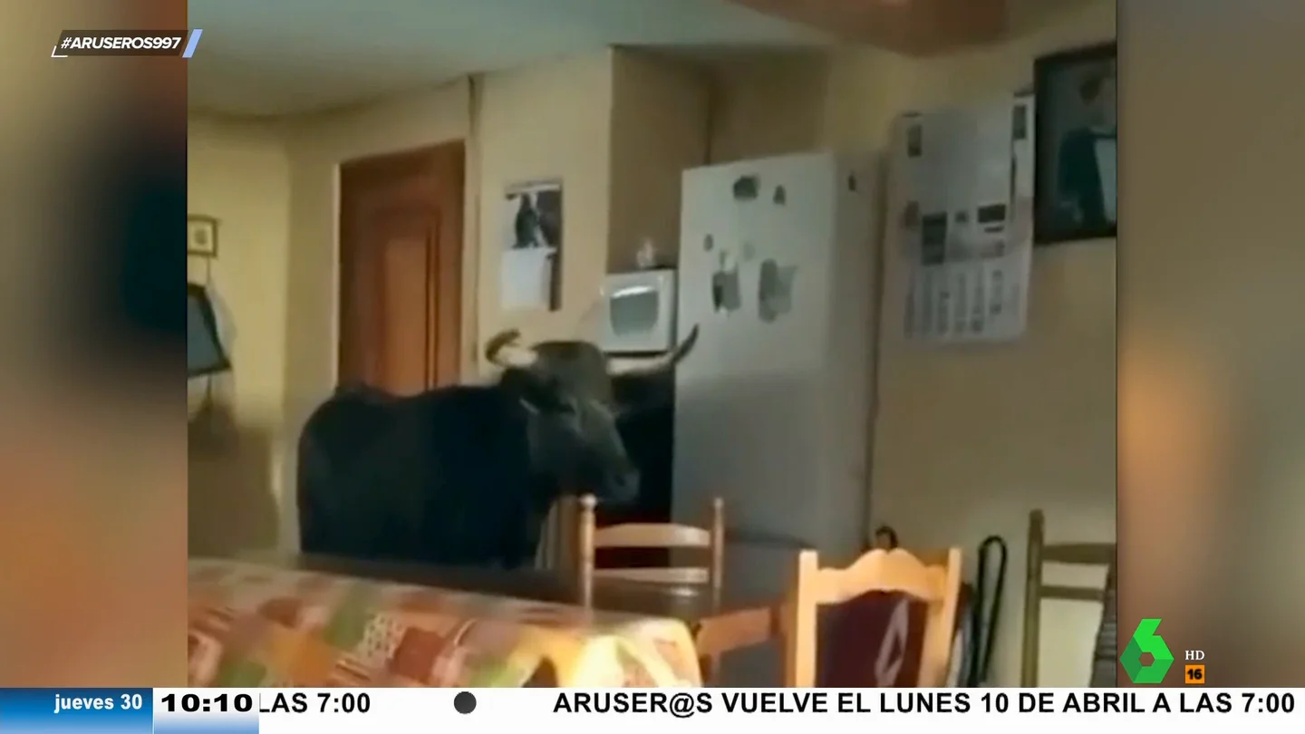El vídeo en el que un toro entra en el comedor de una casa y empieza a embestir todo lo que pilla El vídeo en el que un toro entra en el comedor de una casa y empieza a embestir todo lo que pilla