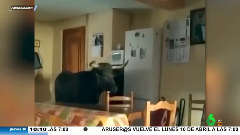 El vídeo en el que un toro entra en el comedor de una casa y empieza a embestir todo lo que pilla