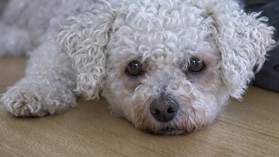 ¿Qué razas de perro son más tranquilas y ladran menos? ¿Qué razas de perro son más tranquilas y ladran menos?