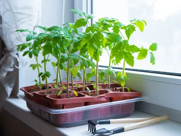 Plantas de tomate Plantas de tomate