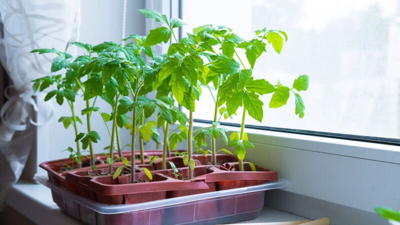 Las plantas estresadas gritan y sus sonidos se detectan a más de un metro