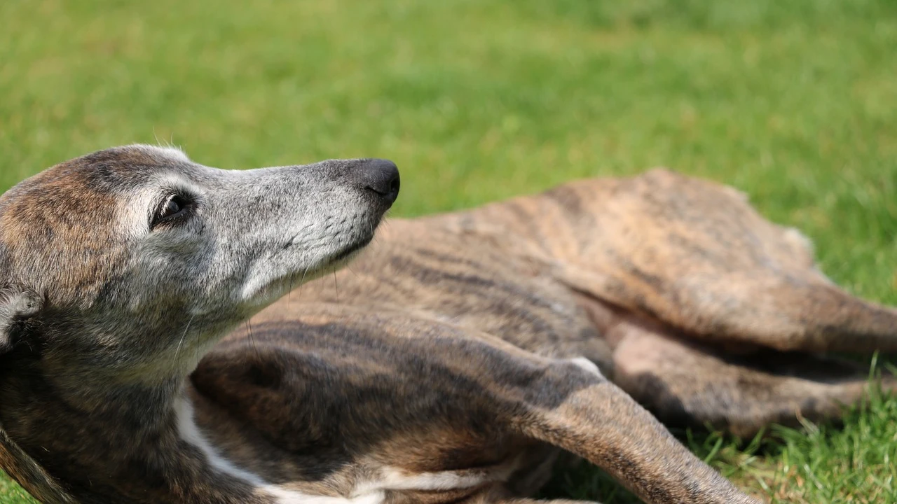 Qué razas de perro son más tranquilas y ladran menos