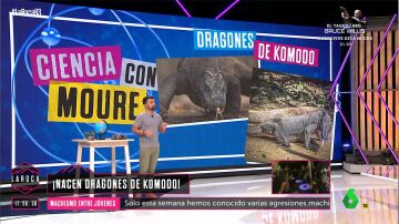 La sangre de los dragones de Komodo podría salvarnos la vida: Ricardo Moure explica por qué 