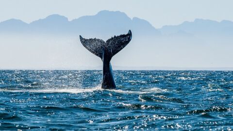 Algoa Bay