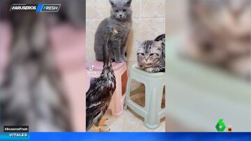 El vídeo viral que demuestra que los patos y los gatos no se llevan nada bien