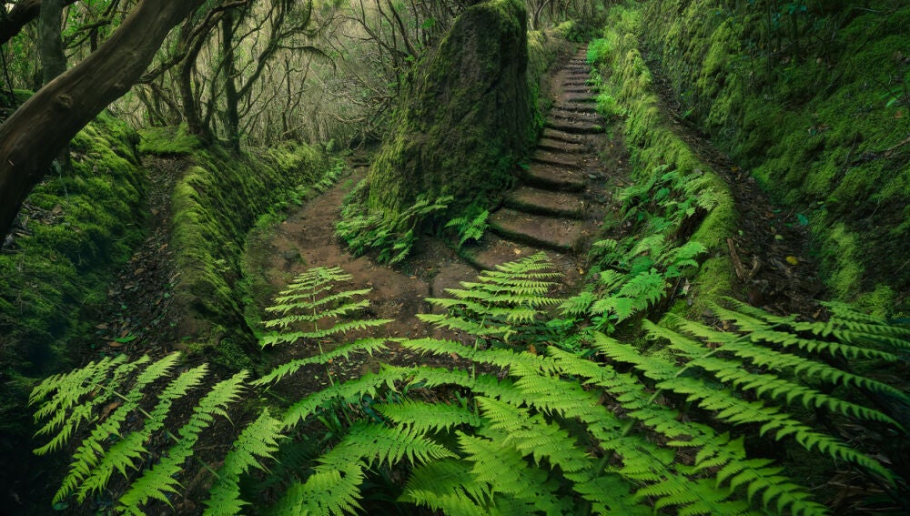 Ruta de senderismo en el Parque Rural de Anaga, en Tenerife (Islas Canarias)