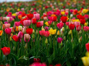 Tulipanes Tulipanes