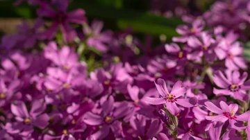 'Phlox subulata', una planta nativa de América del Norte de un intenso color rosa