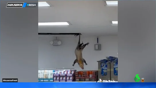 Una zarigüeya se cuela en un supermercado a lo Tom Cruise en 'Misión imposible' Una zarigüeya se cuela en un supermercado a lo Tom Cruise en 'Misión imposible'