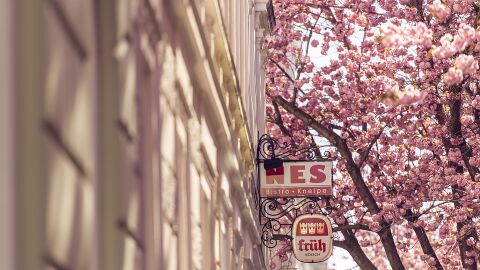 Cerezos en flor en Bonn