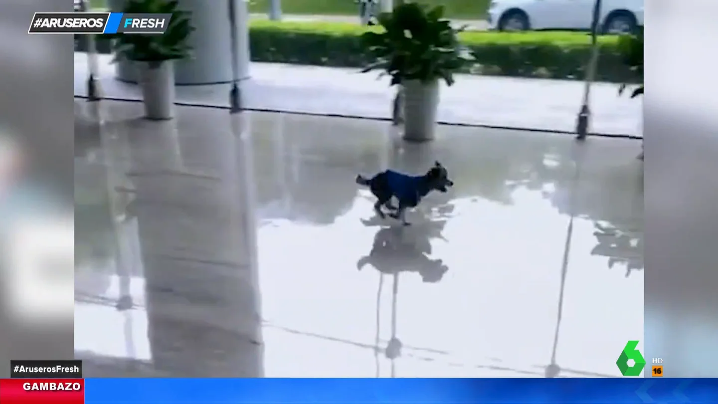 La reacción de este perro cuando se estampa contra una puerta de cristal demasiado limpia La reacción de este perro cuando se estampa contra una puerta de cristal demasiado limpia