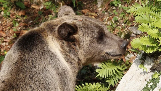 Un oso Un oso