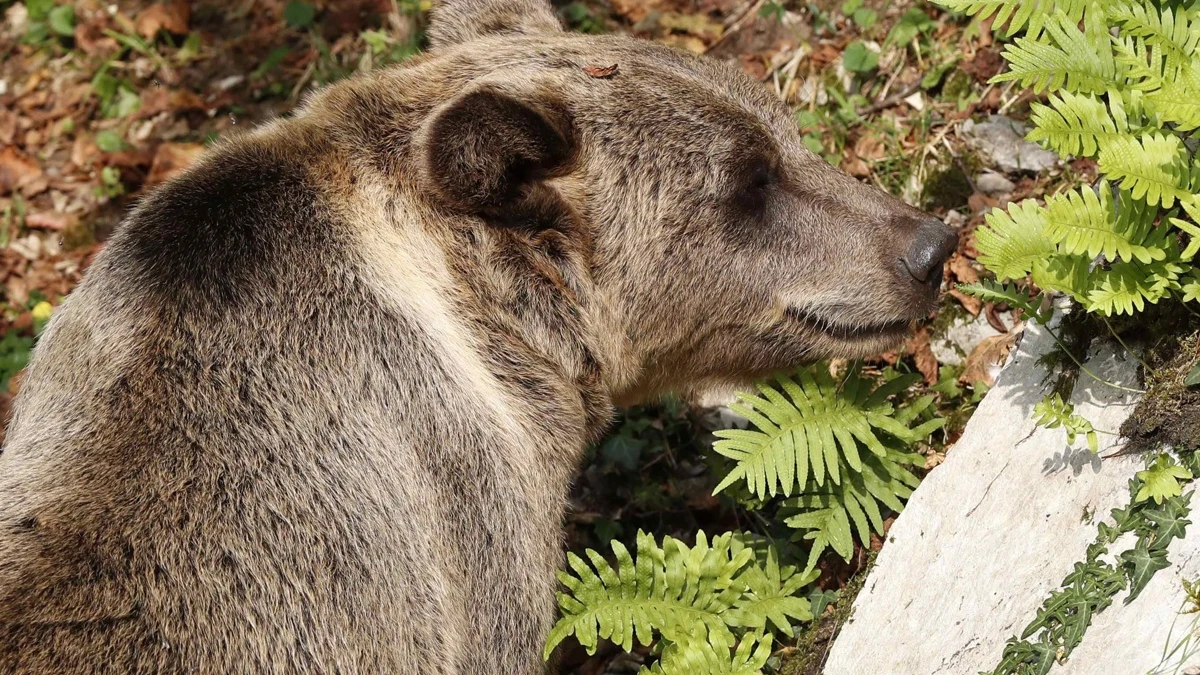 Un oso