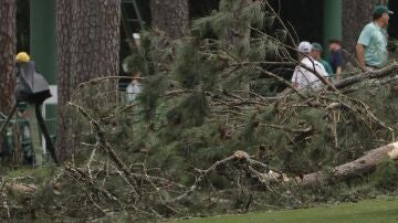 El viento provoca la caída de varios arboles en Augusta, sin heridos