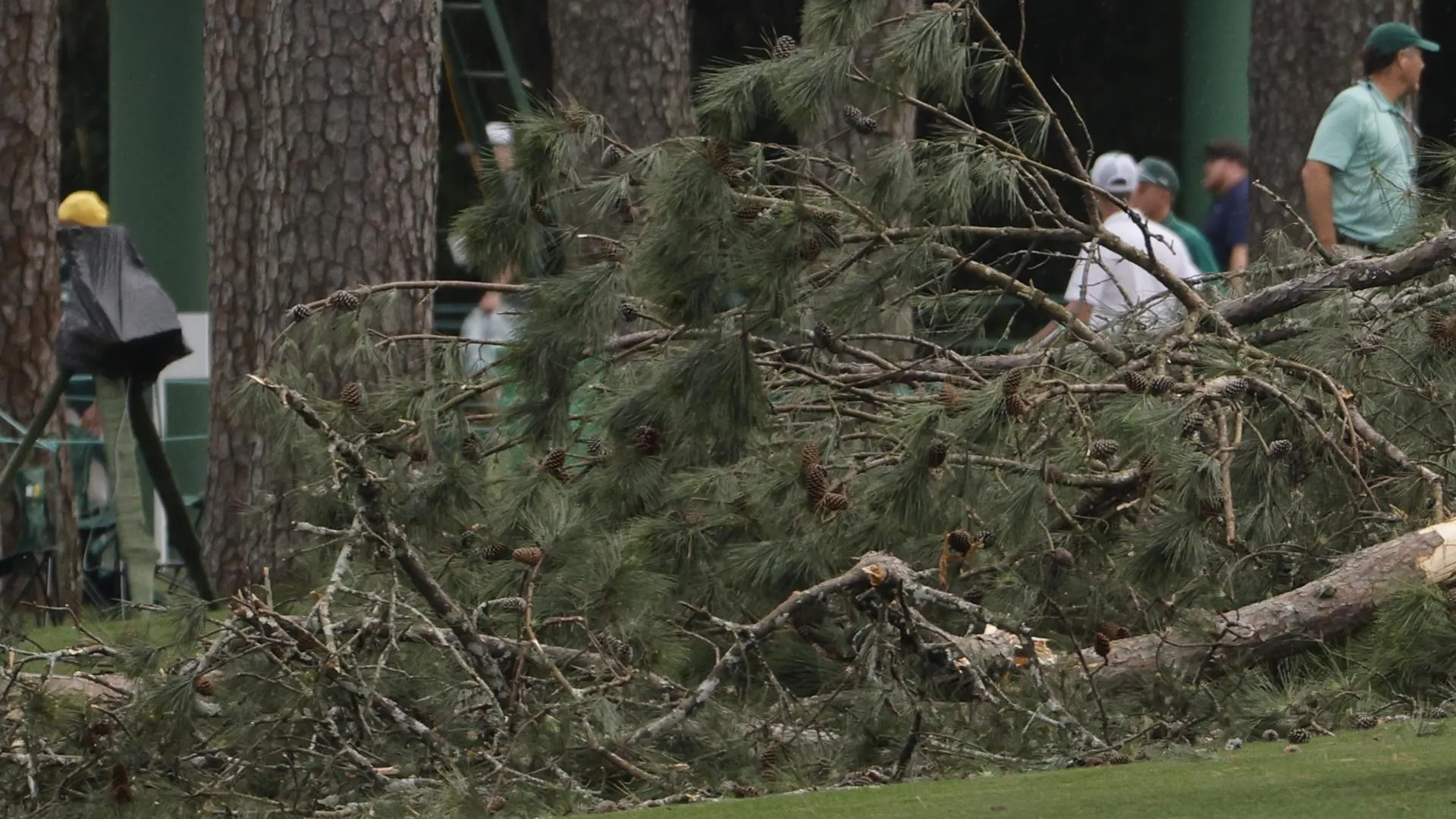 El viento provoca la caída de varios arboles en Augusta, sin heridos