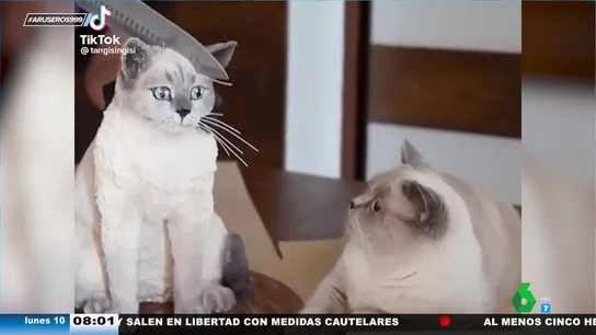 La reacción de este gato cuando ve que parten una tarta hiperrealista inspirada en él La reacción de este gato cuando ve que parten una tarta hiperrealista inspirada en él