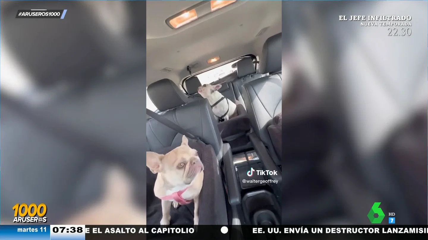La curiosa reacción de un perro cuando se enfada porque le están regañando: "Parece una saeta" La curiosa reacción de un perro cuando se enfada porque le están regañando: "Parece una saeta"