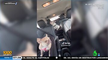 La curiosa reacción de un perro cuando se enfada porque le están regañando: "Parece una saeta"