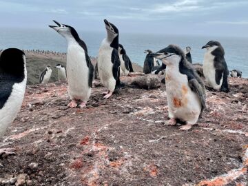 Zona de nidificación de pingüinos barbijo 