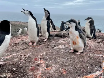 Zona de nidificación de pingüinos barbijo  Zona de nidificación de pingüinos barbijo