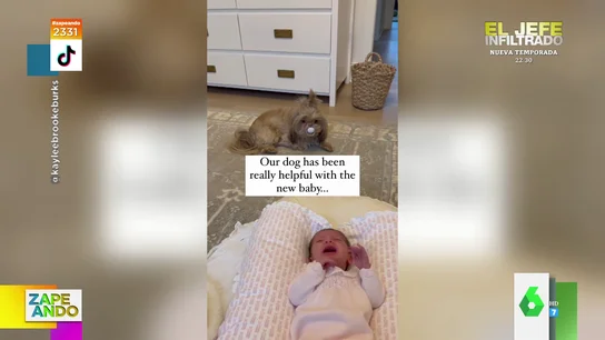 El divertido viral de un perro que observa impasible cómo llora el bebé mientras tiene su chupete El divertido viral de un perro que observa impasible cómo llora el bebé mientras tiene su chupete