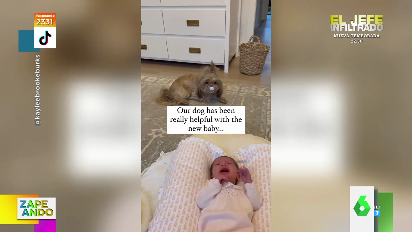 El divertido viral de un perro que observa impasible cómo llora el bebé mientras tiene su chupete El divertido viral de un perro que observa impasible cómo llora el bebé mientras tiene su chupete