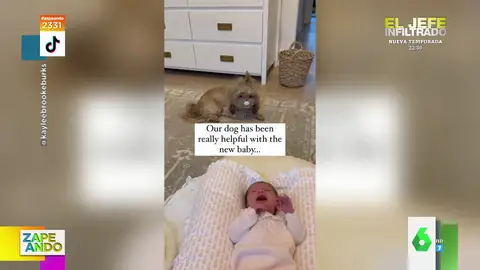 El divertido viral de un perro que observa impasible cómo llora el bebé mientras tiene su chupete 