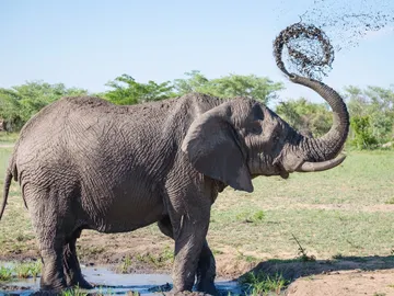 Elefante Elefante