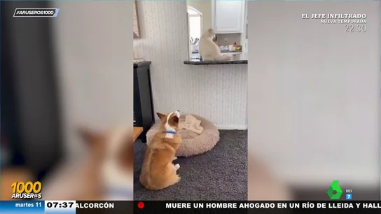 Un perro y un gato se compinchan para robar comida de la cocina de su dueño Un perro y un gato se compinchan para robar comida de la cocina de su dueño