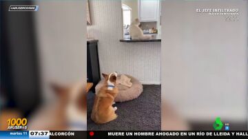 Un perro y un gato se compinchan para robar comida de la cocina de su dueño