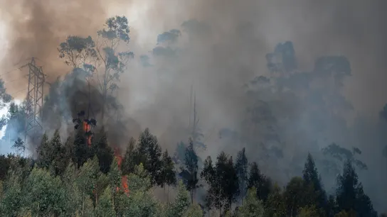 Decenas de eucaliptos arden en el incendio forestal este domingo en la localidad cántabra de las Caldas. Decenas de eucaliptos arden en el incendio forestal este domingo en la localidad cántabra de las Caldas.