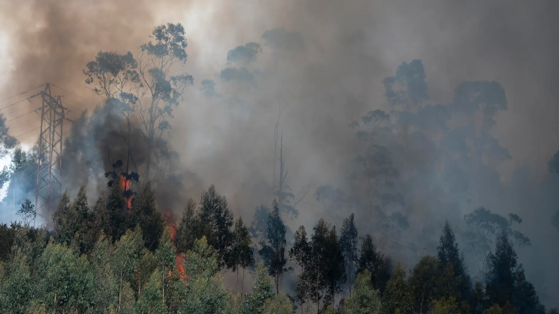 Decenas de eucaliptos arden en el incendio forestal este domingo en la localidad cántabra de las Caldas. 