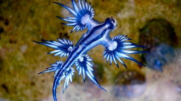 El dragón azul nadando por las aguas del Mediterráneo.