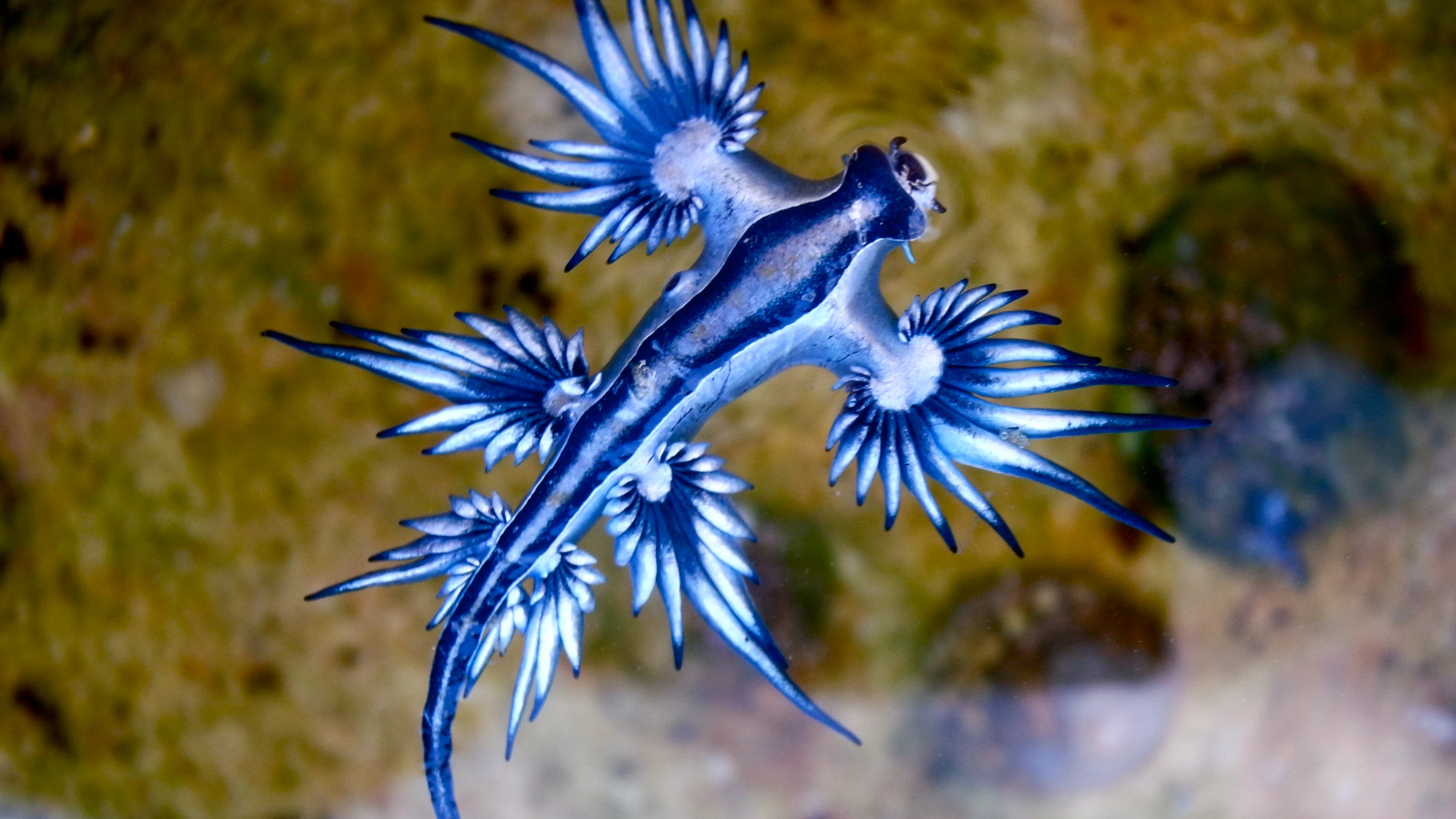 El dragón azul nadando por las aguas del Mediterráneo.