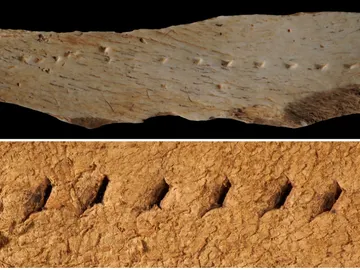 tabla de perforación de cuero de hace más de 30 mil años tabla de perforación de cuero de hace más de 30 mil años