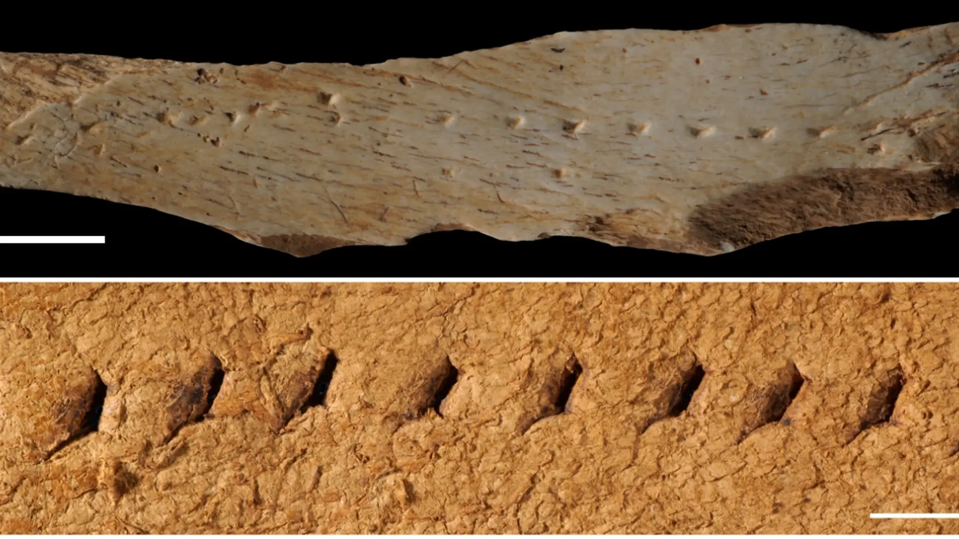 tabla de perforación de cuero de hace más de 30 mil años