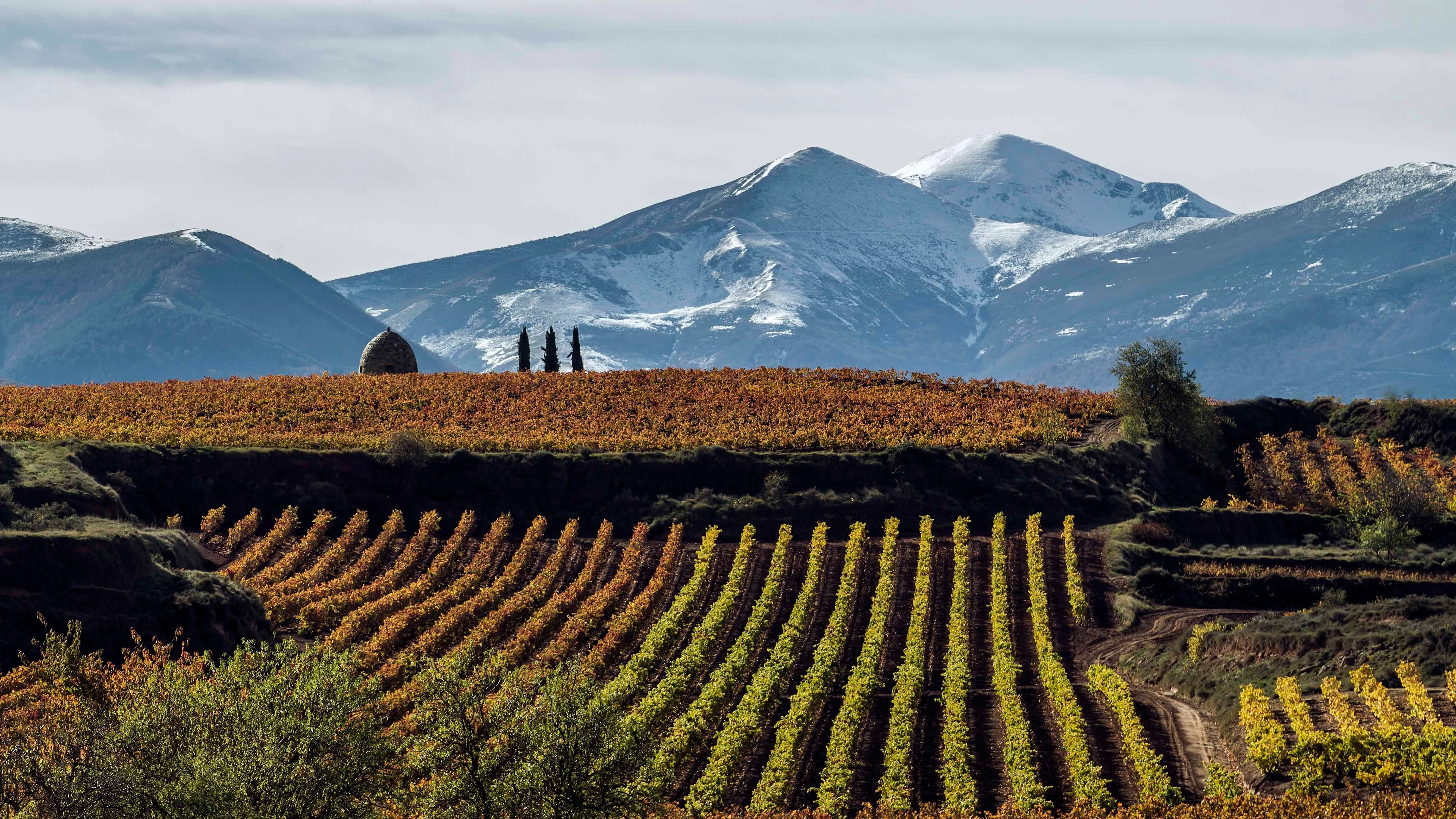 Viñedo riojano.