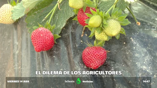 Los productores de fresa luchan por el agua y el prestigio del 'oro rojo' de Huelva Los productores de fresa luchan por el agua y el prestigio del 'oro rojo' de Huelva