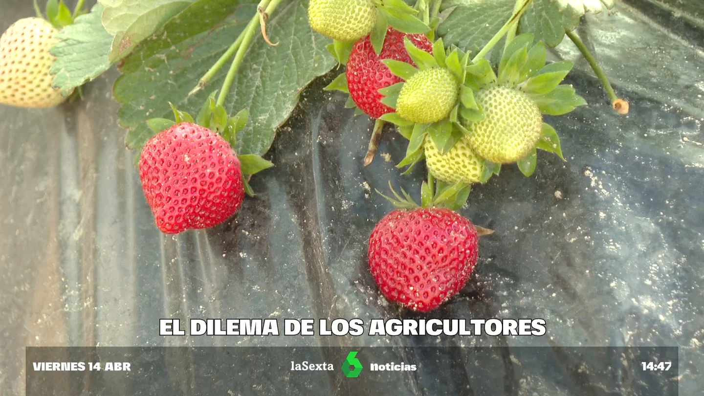 Los productores de fresa luchan por el agua y el prestigio del 'oro rojo' de Huelva Los productores de fresa luchan por el agua y el prestigio del 'oro rojo' de Huelva