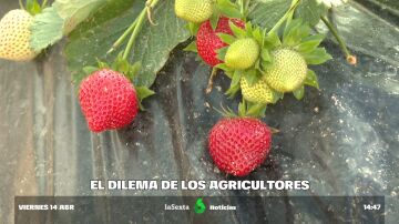 Los productores de fresa luchan por el agua y el prestigio del 'oro rojo' de Huelva